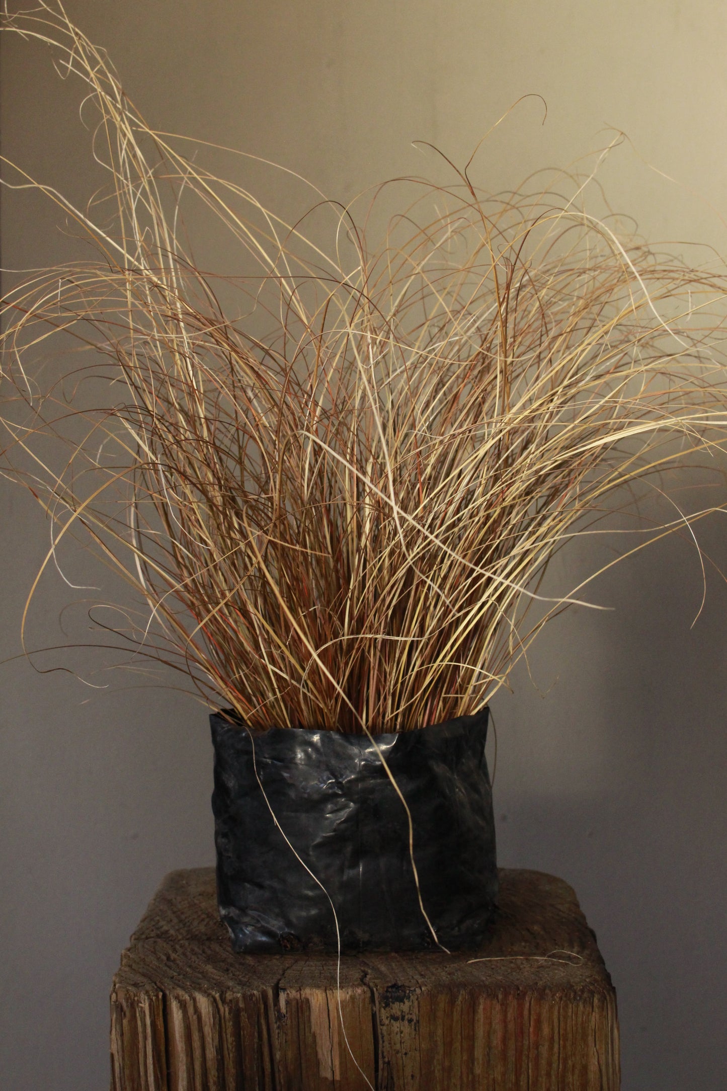 Carex Red Curly grass