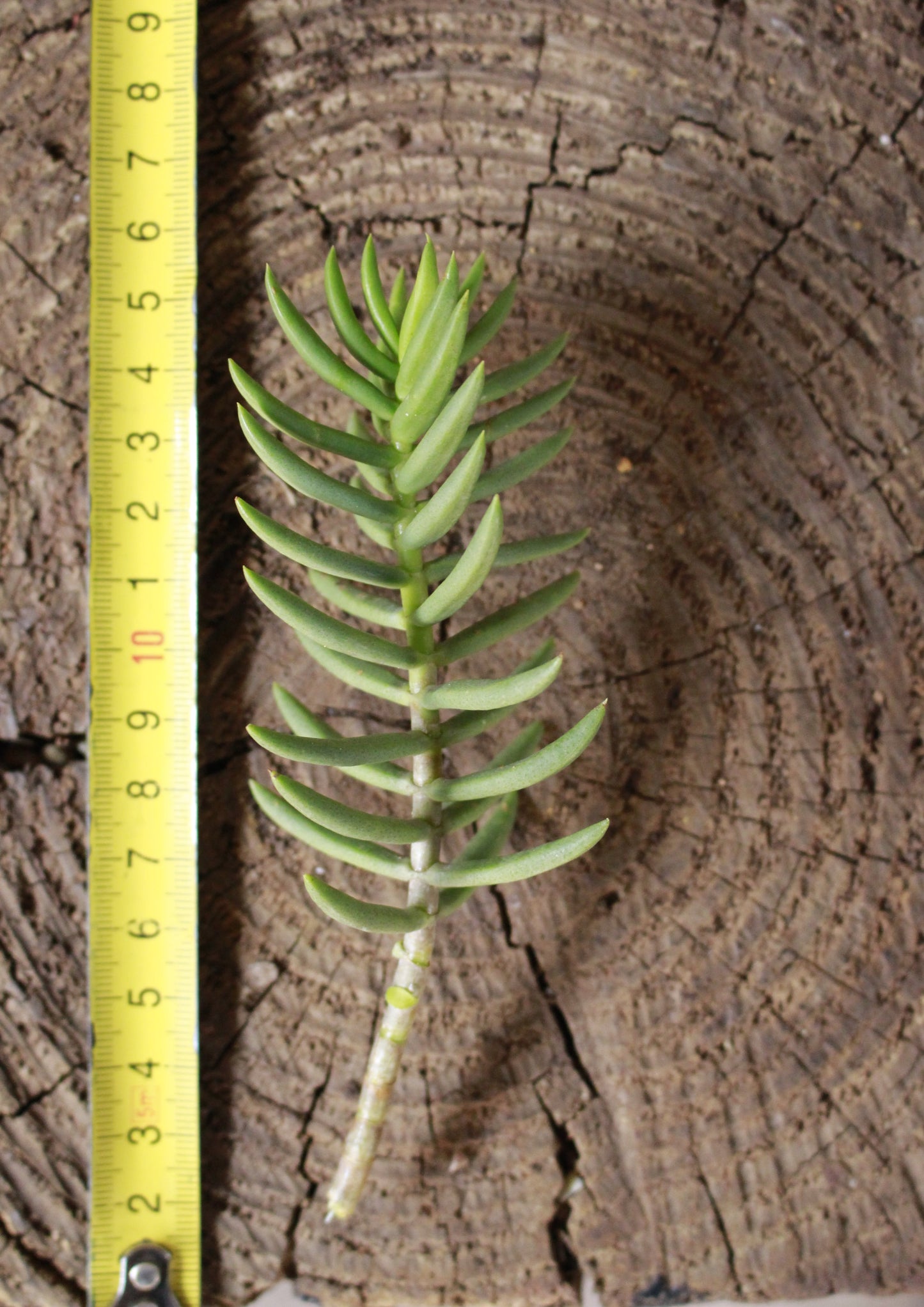 Crassula Pine Tree Cutting