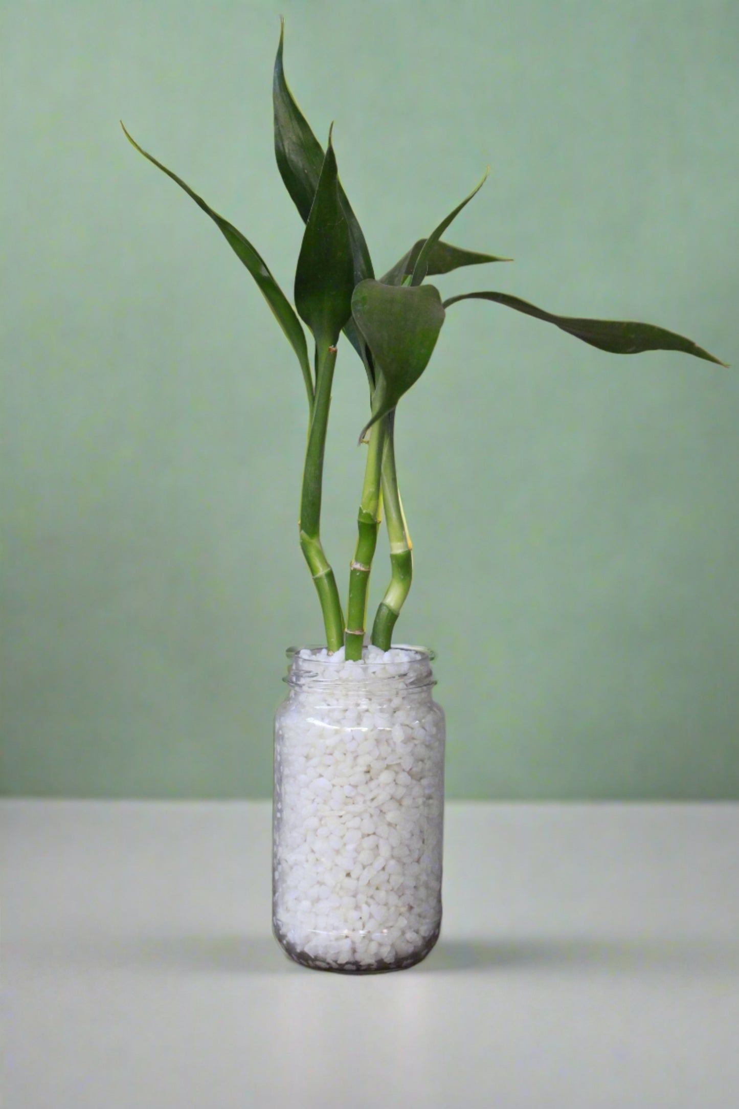 lucky bamboo arrangement