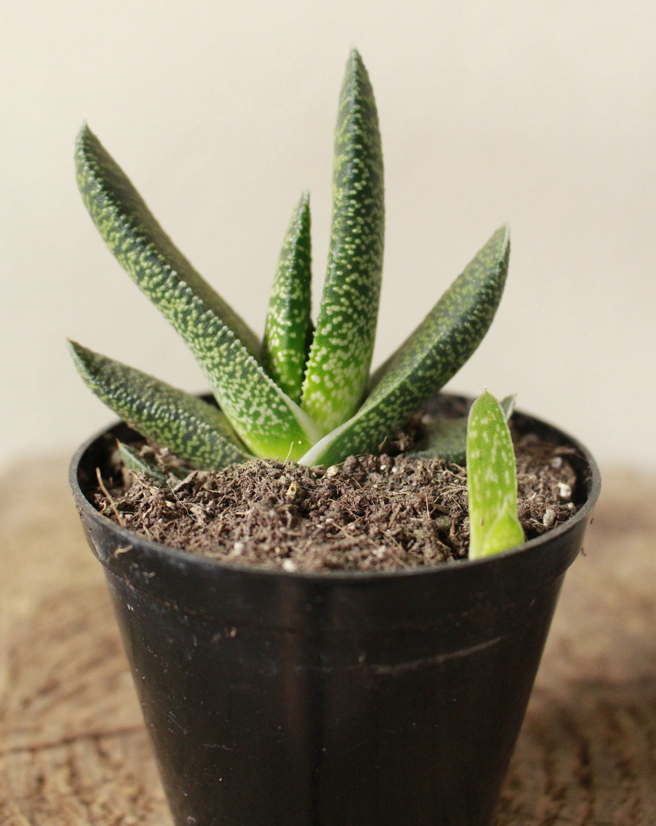 Gasteria Obliqua Maculata small terrarium South Africa