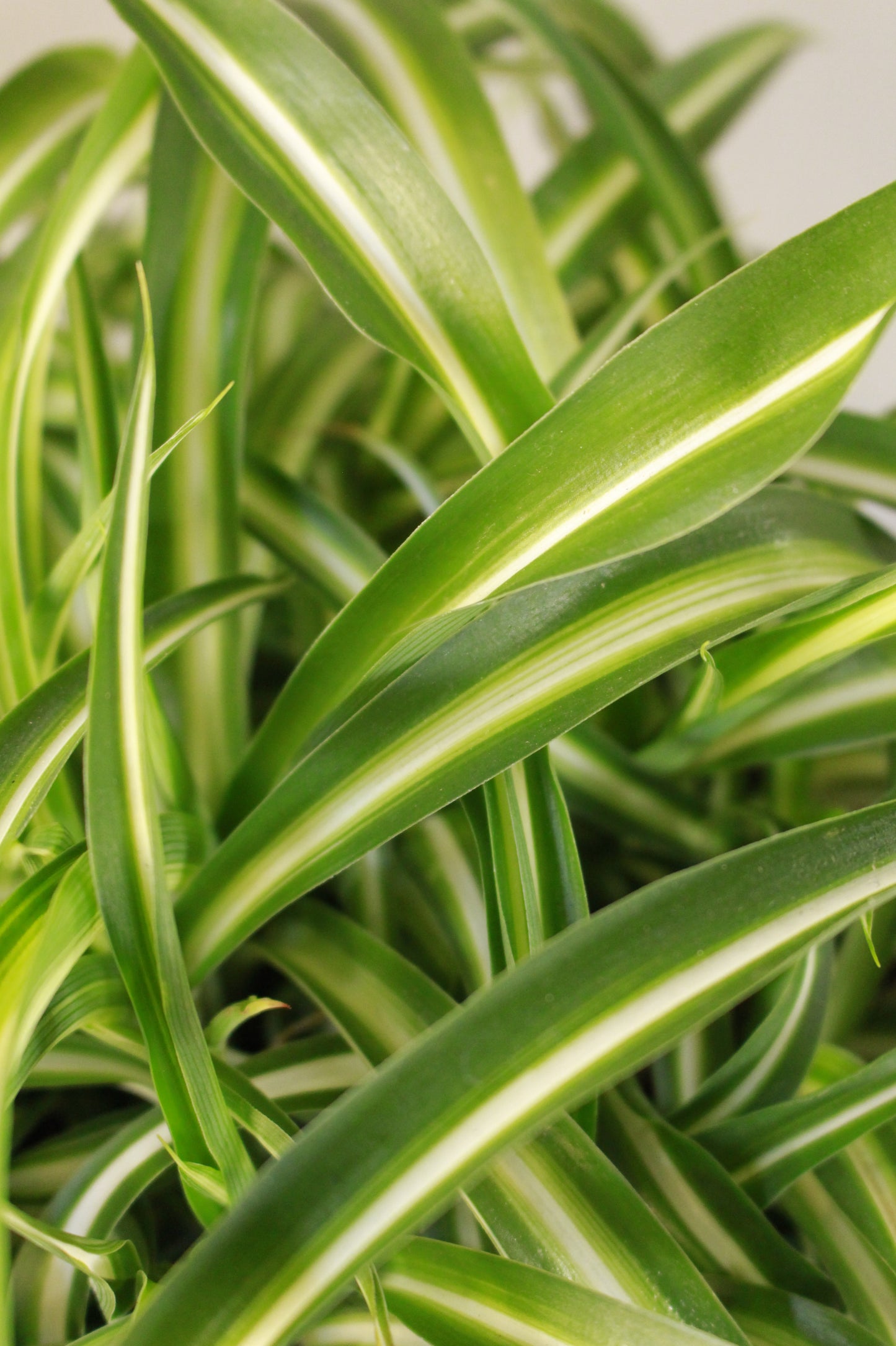 Spider Plant Bonnie hanging pot