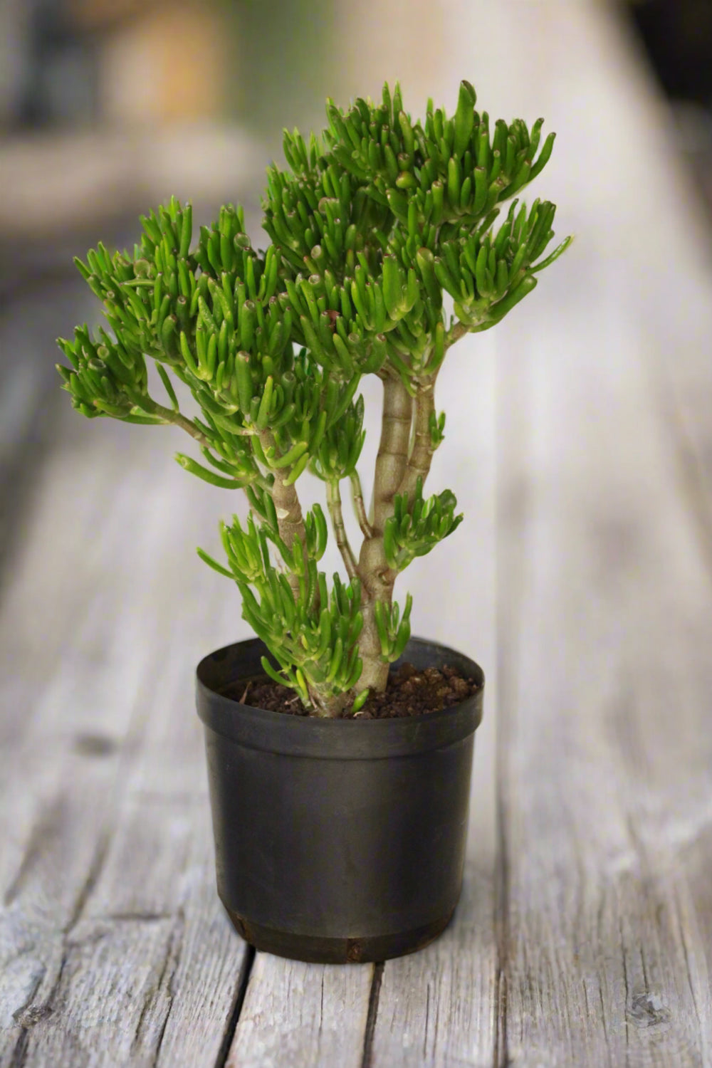 Crassula Ovata Gollum - Shrek ears Large