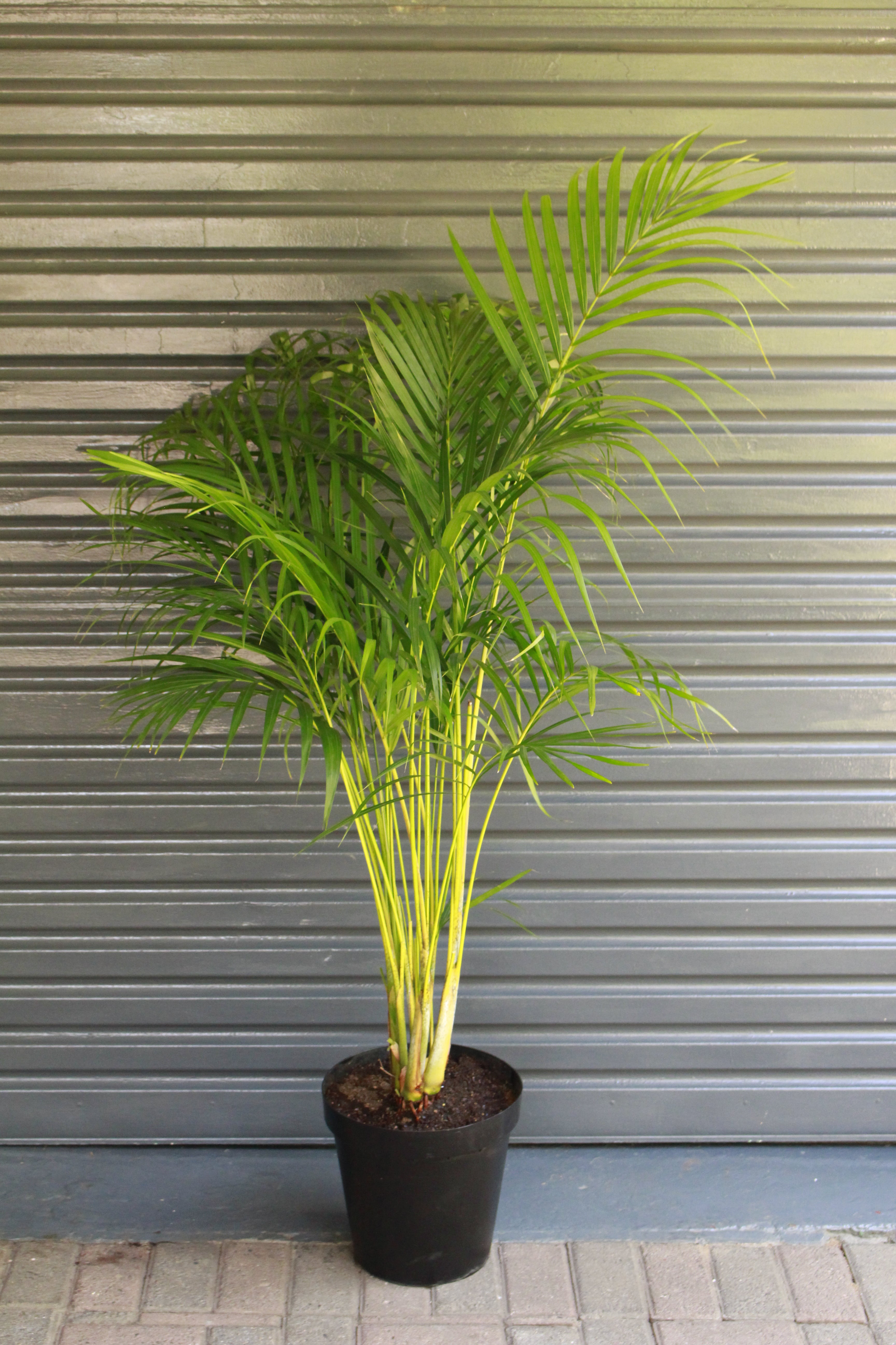 bamboo palm plant images Bamboo Palm Large – i-go-eco