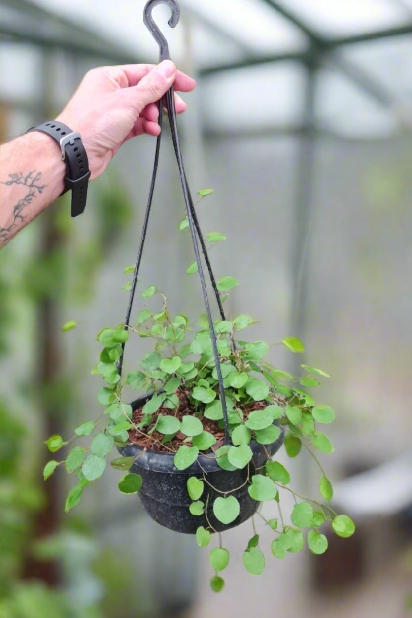 Muehlenbeckia Maidenair Vine