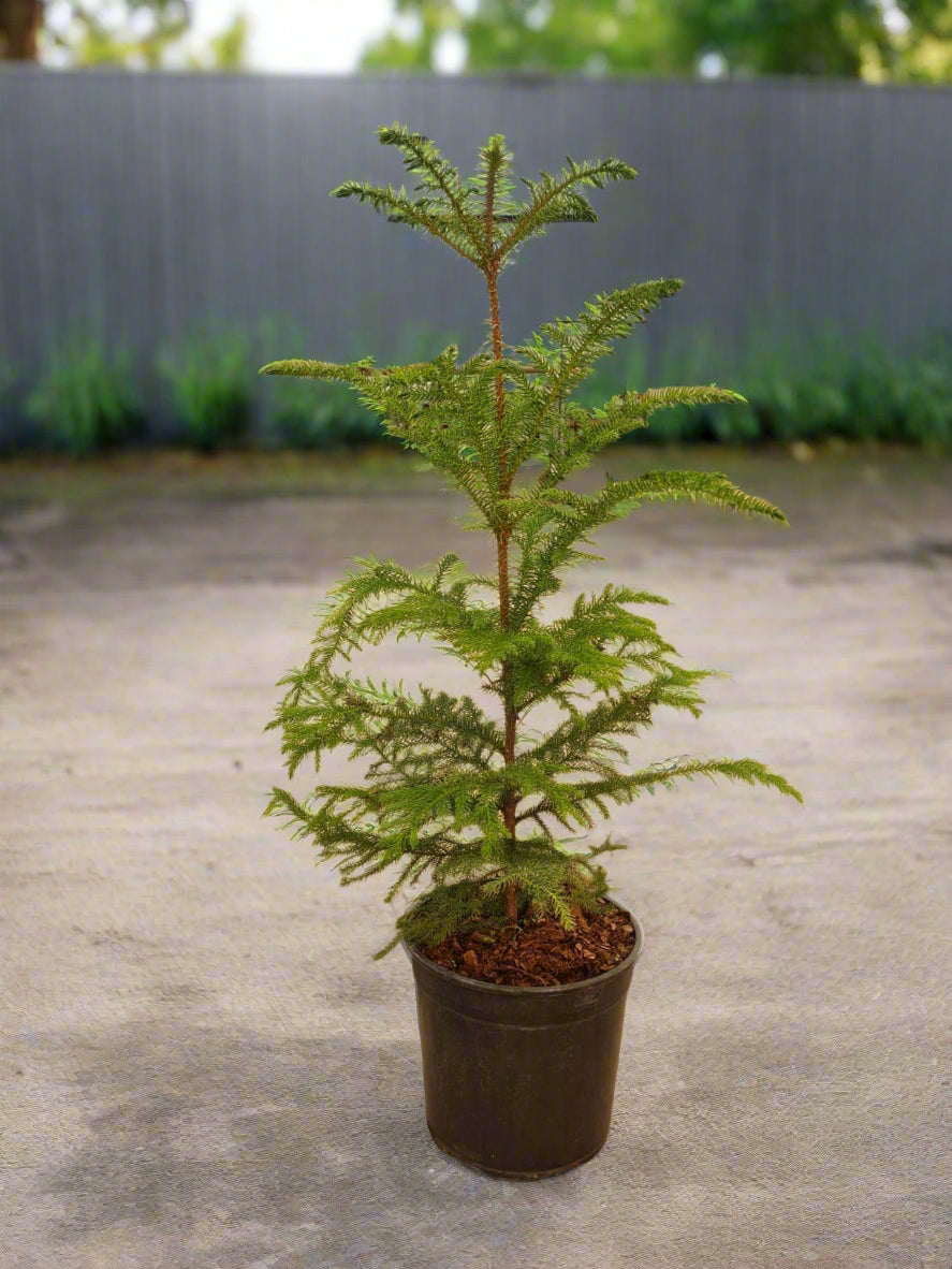 Norfolk Island Pine Araucaria heterophylla