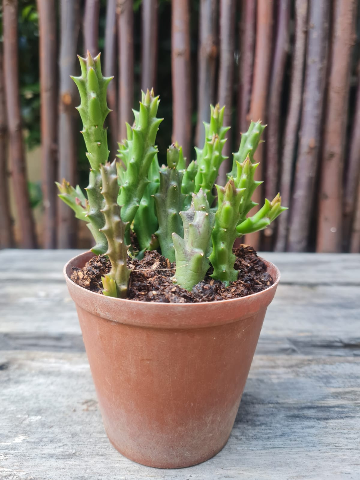 starfish succulent for sale Orbea variegata (Carrion Flower) – Succulent for Sale in South Africa