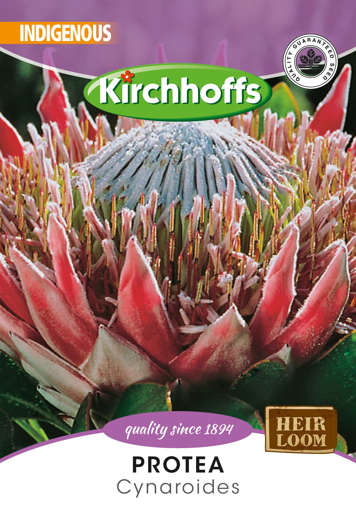 planting protea seeds Protea Cynaroides Seeds South Africa – i-go-eco