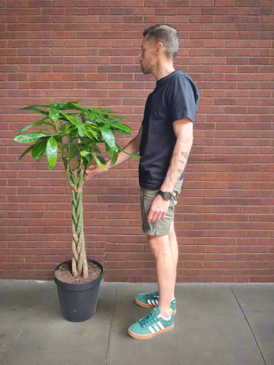 money tree plant south africa Braided Pachira Aquatica Money Tree XL South Africa – i-go-eco