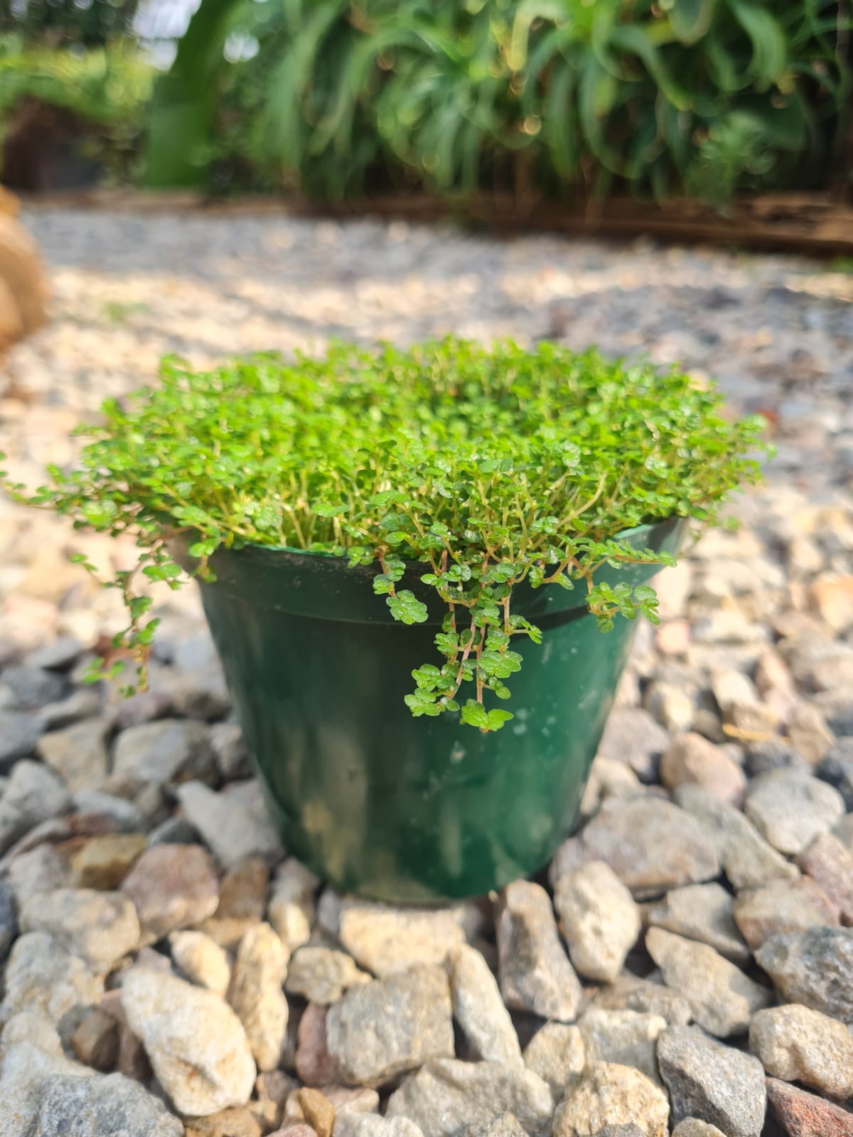 peace in the house plant Peace in the home South Africa – i-go-eco