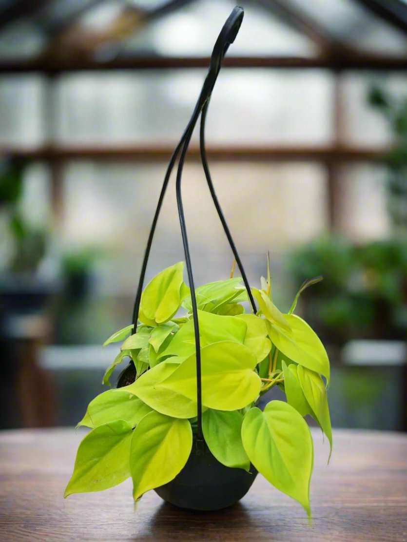 philodendron scandens hanging Philodendron Scandens Gold Hanging Pot South Africa – i-go-eco