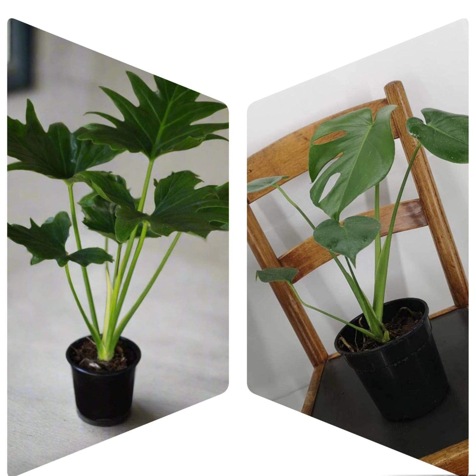 philodendron vs delicious monster Philodendron Selloum and Delicious monster combo – i-go-eco