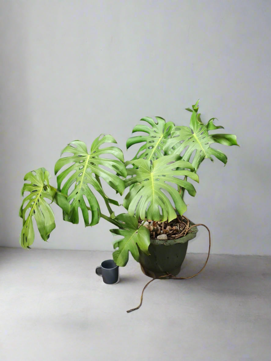 Previously Loved arge Philodendron Delicious Monster in cement pot i-go-eco