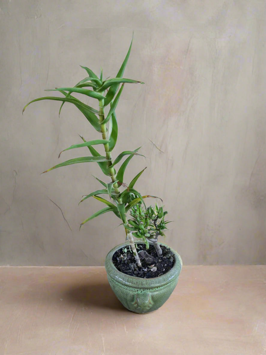 Pre-loved succulent arrangement in rustic planter - i-go-eco