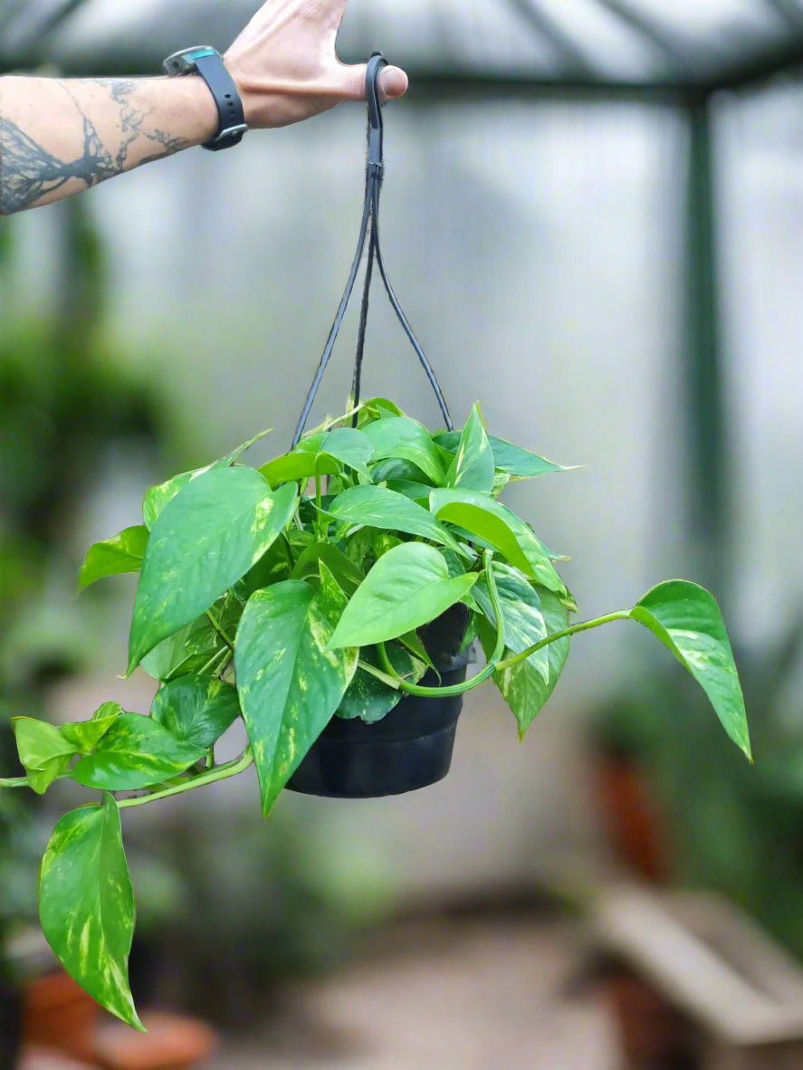 Scindapsus Aureus Devils Ivy n hanging pot
