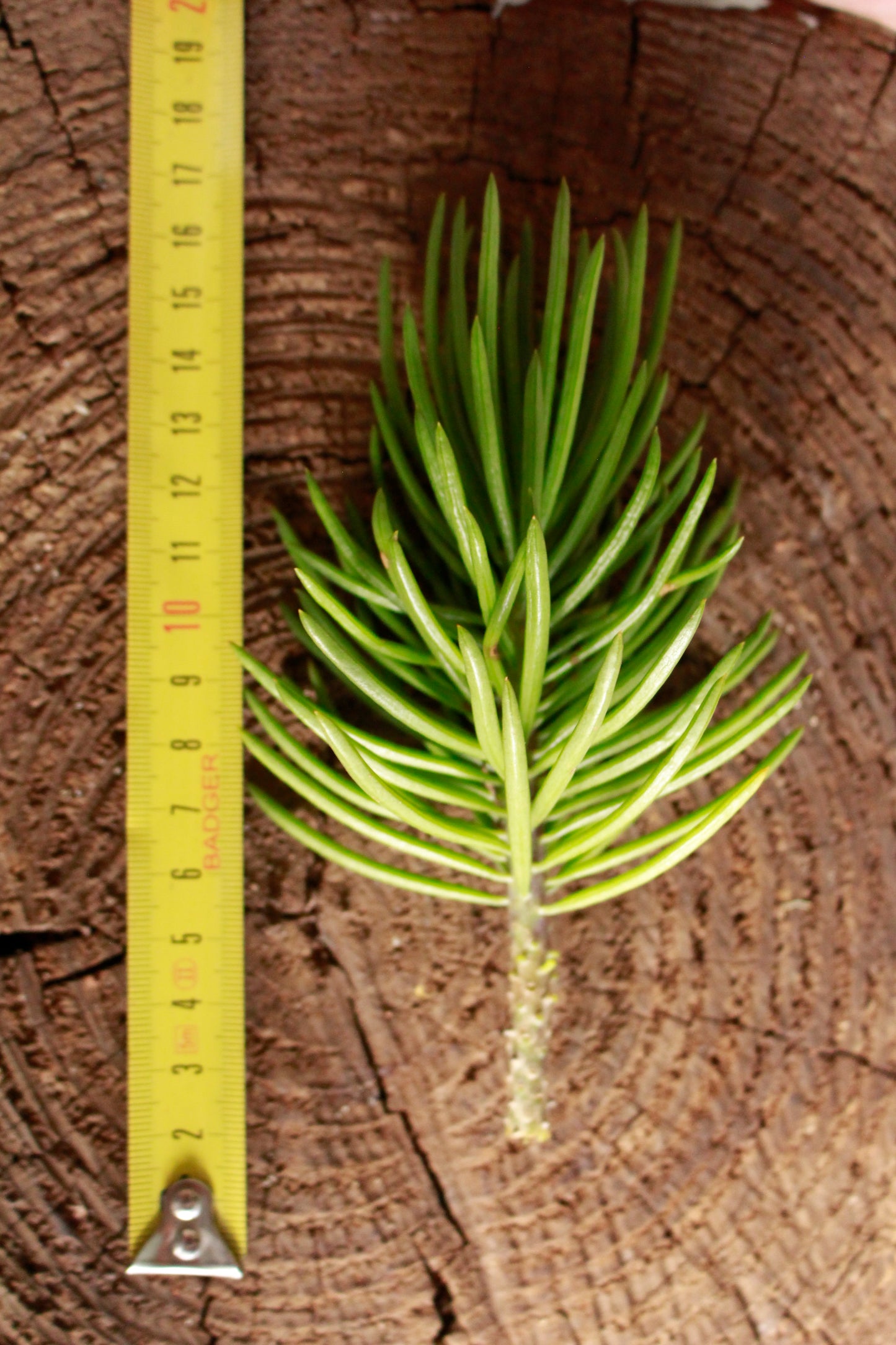 Senecio Barbertonicus Klatt Cutting
