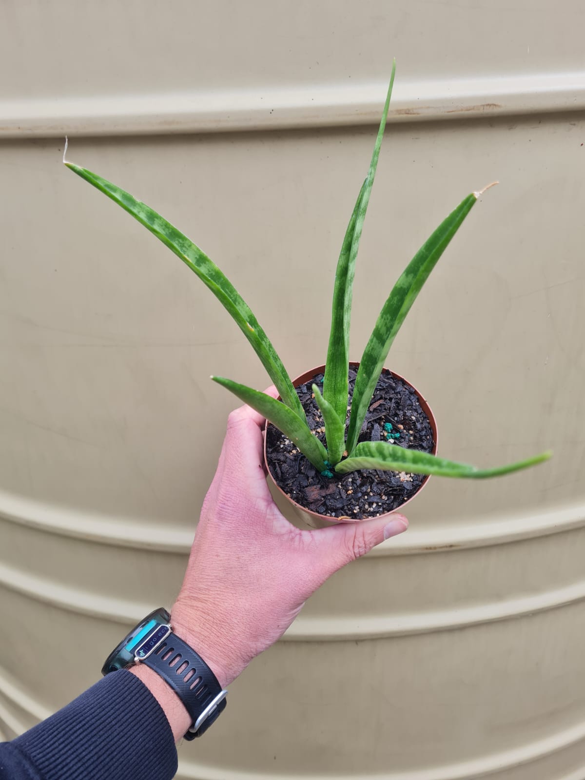 Snake Plant Parva