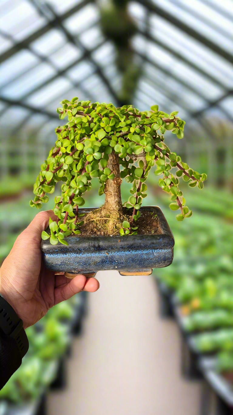 Spekboom Bonsai