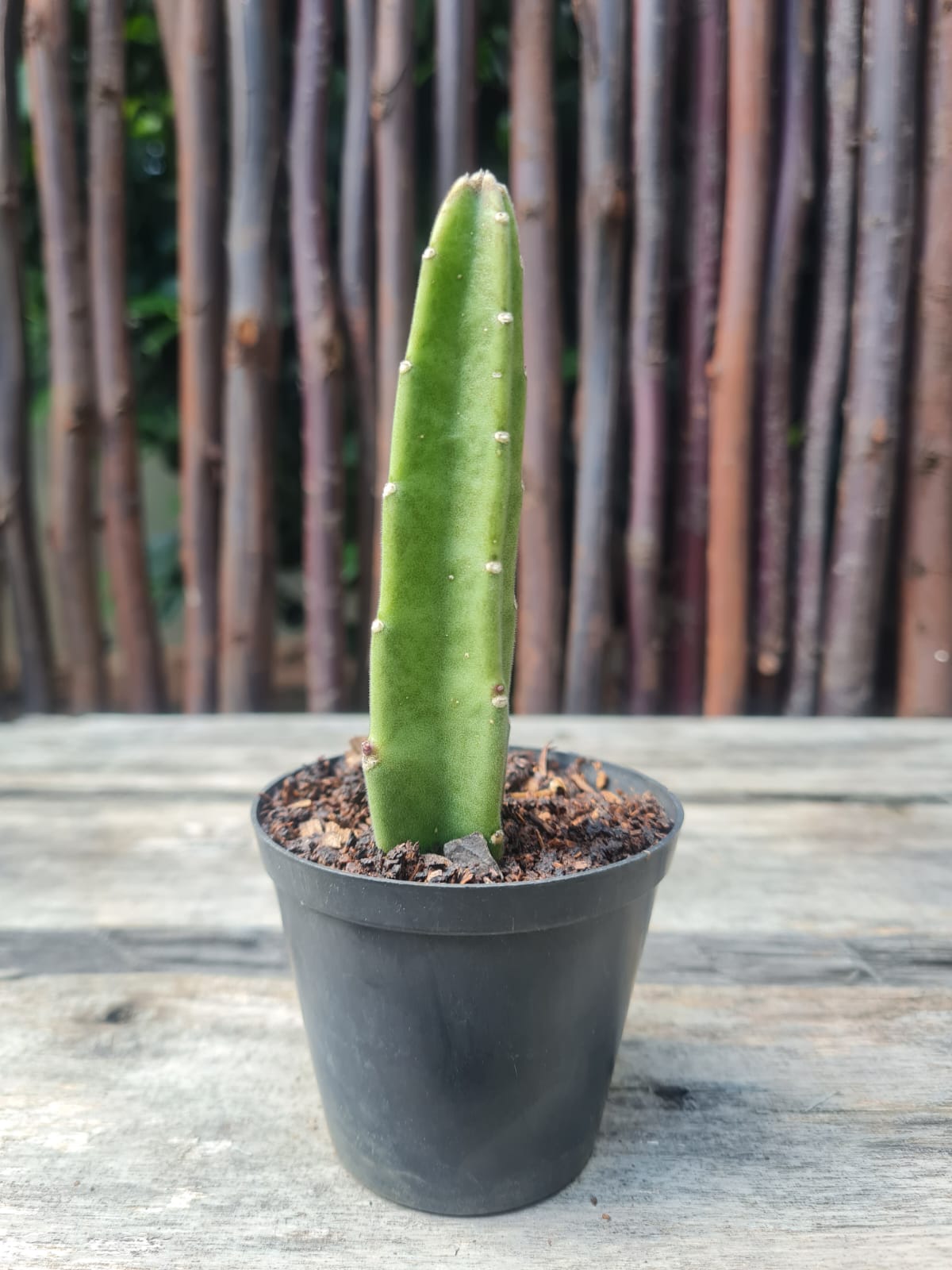 Stapelia leendertziae succulent with thick green stem