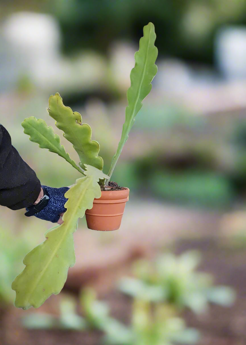 Succulent in a terracotta pot - i-go-eco