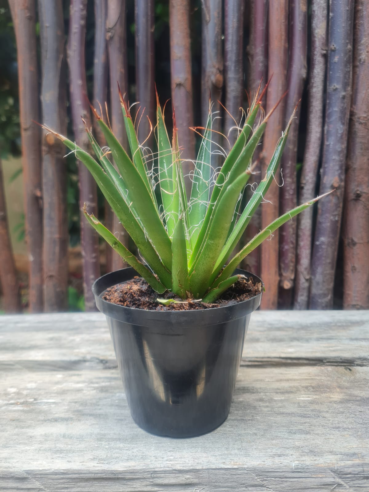 Thread leaf agave South Africa – i-go-eco