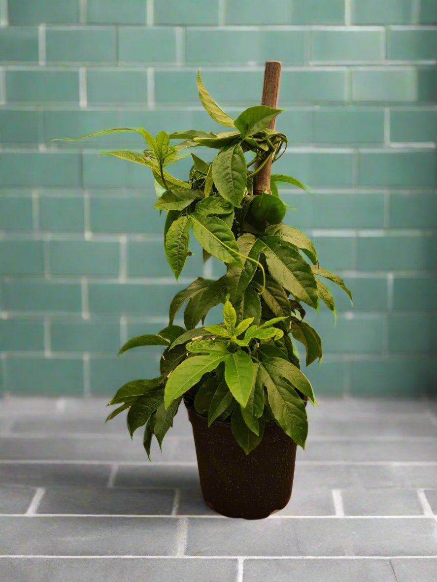 granadilla plant in pot Granadilla South Africa – i-go-eco