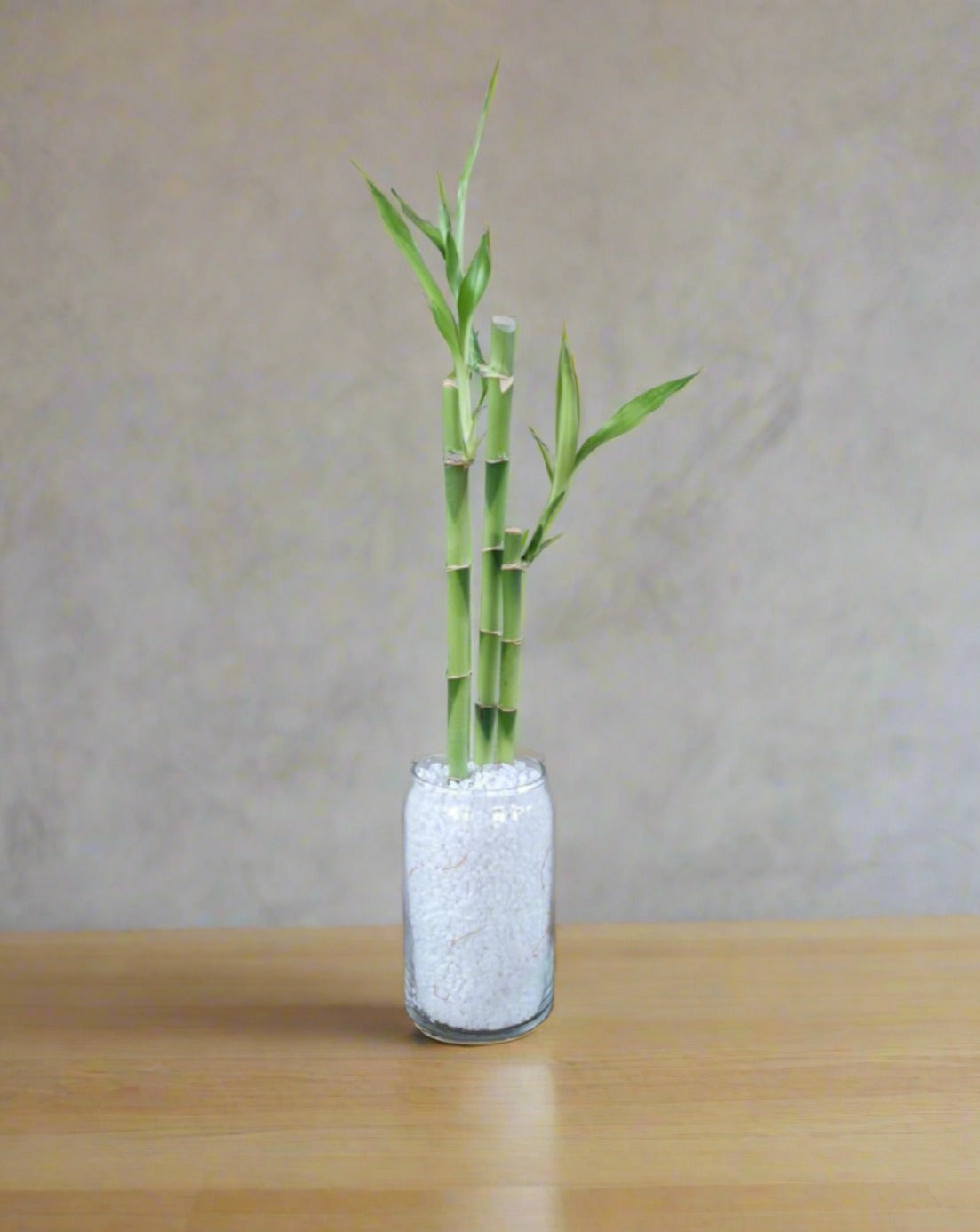 lucky bamboo in clear vase Lucky Bamboo South Africa – i-go-eco