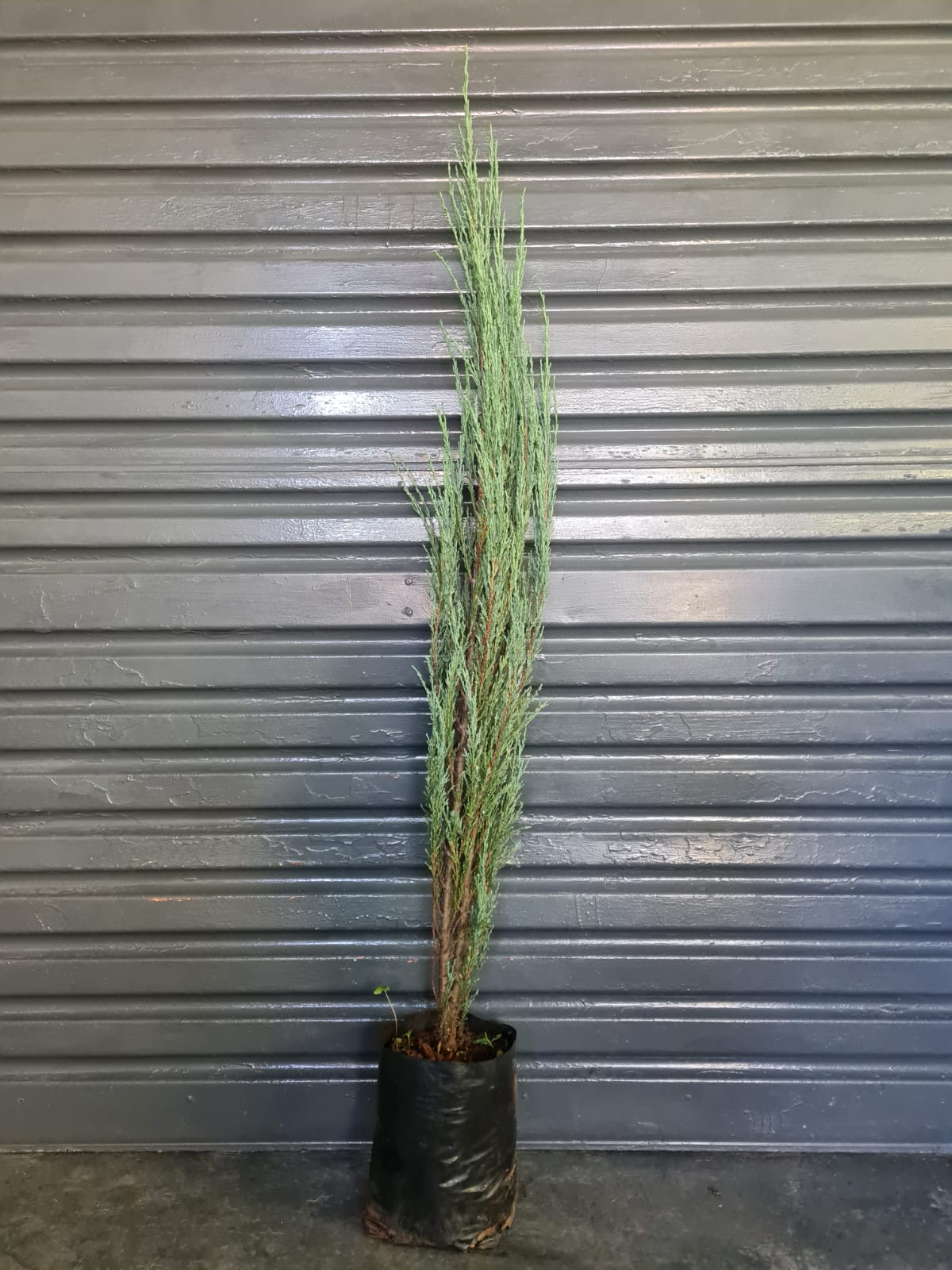 Juniperus Skyrocket
