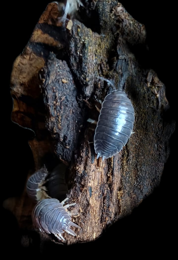 Leavis Black Isopods