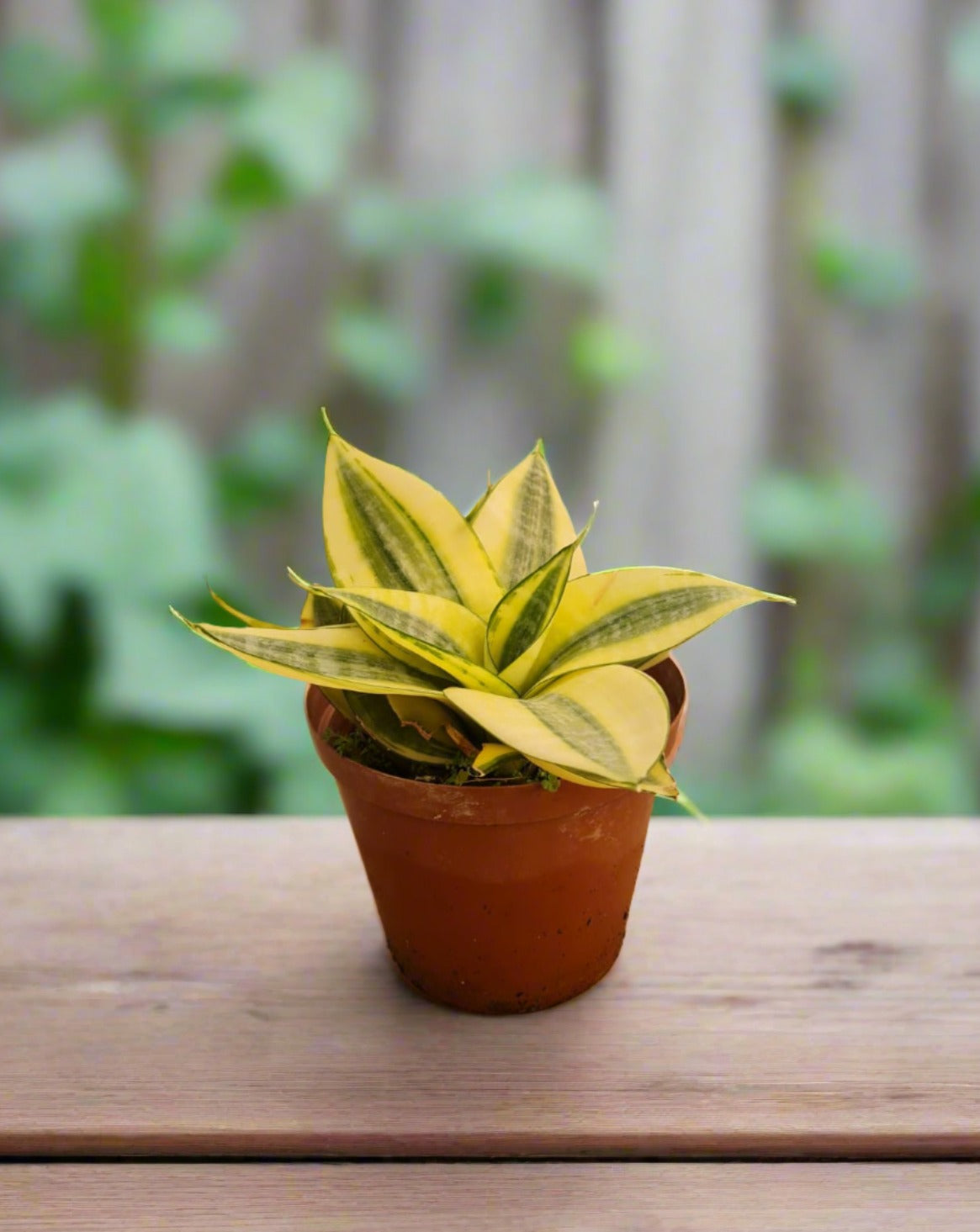 honey plant indoor Snake Plant Honey Boney South Africa – i-go-eco