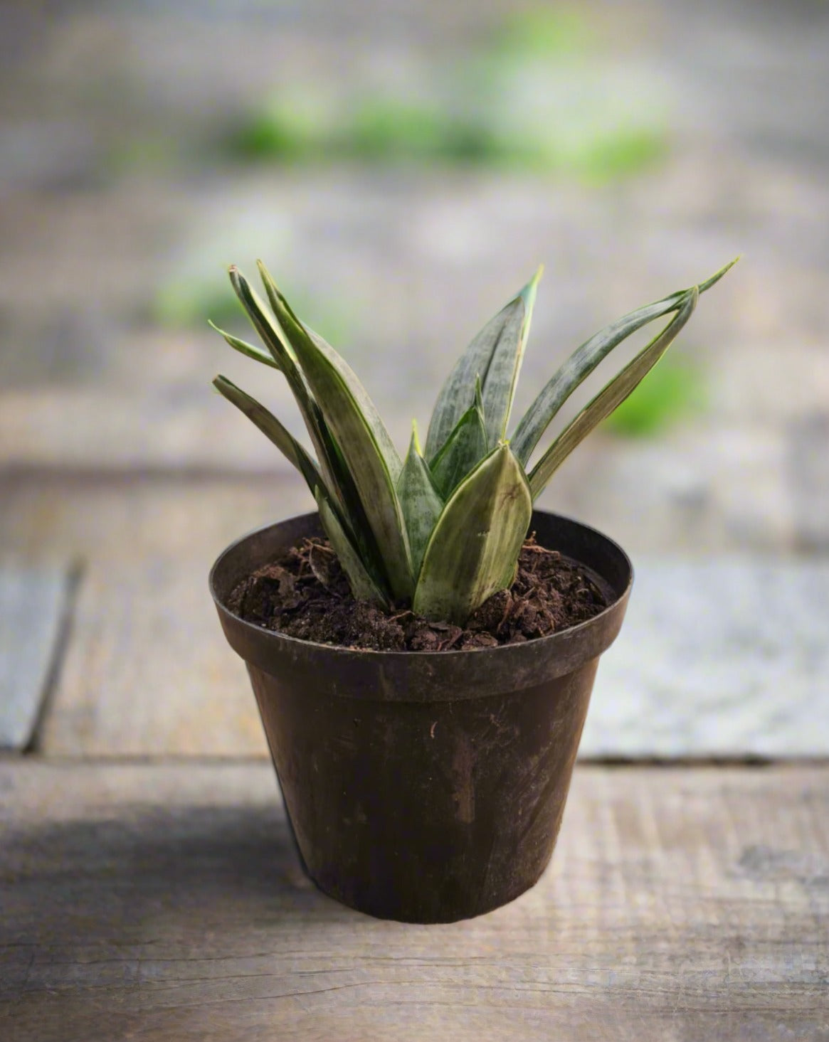 silver hahnii snake plant Snake Plant Hahnii Silver Frost South Africa – i-go-eco