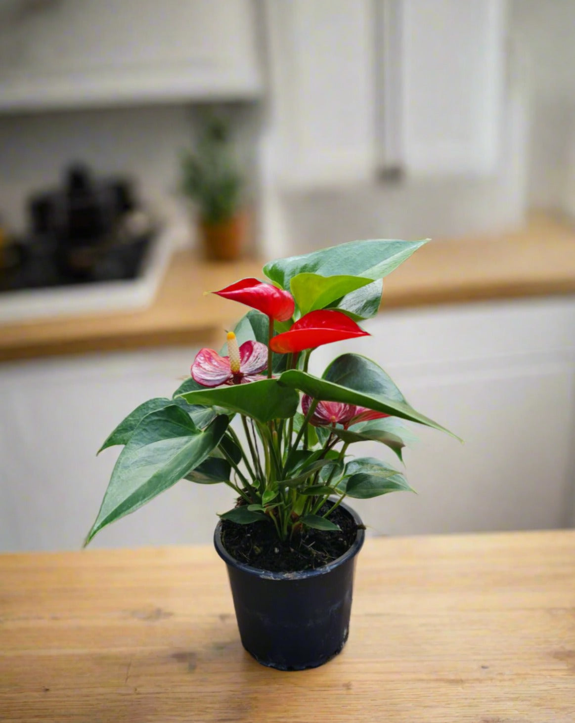 small anthurium Anthurium Mini South Africa – i-go-eco