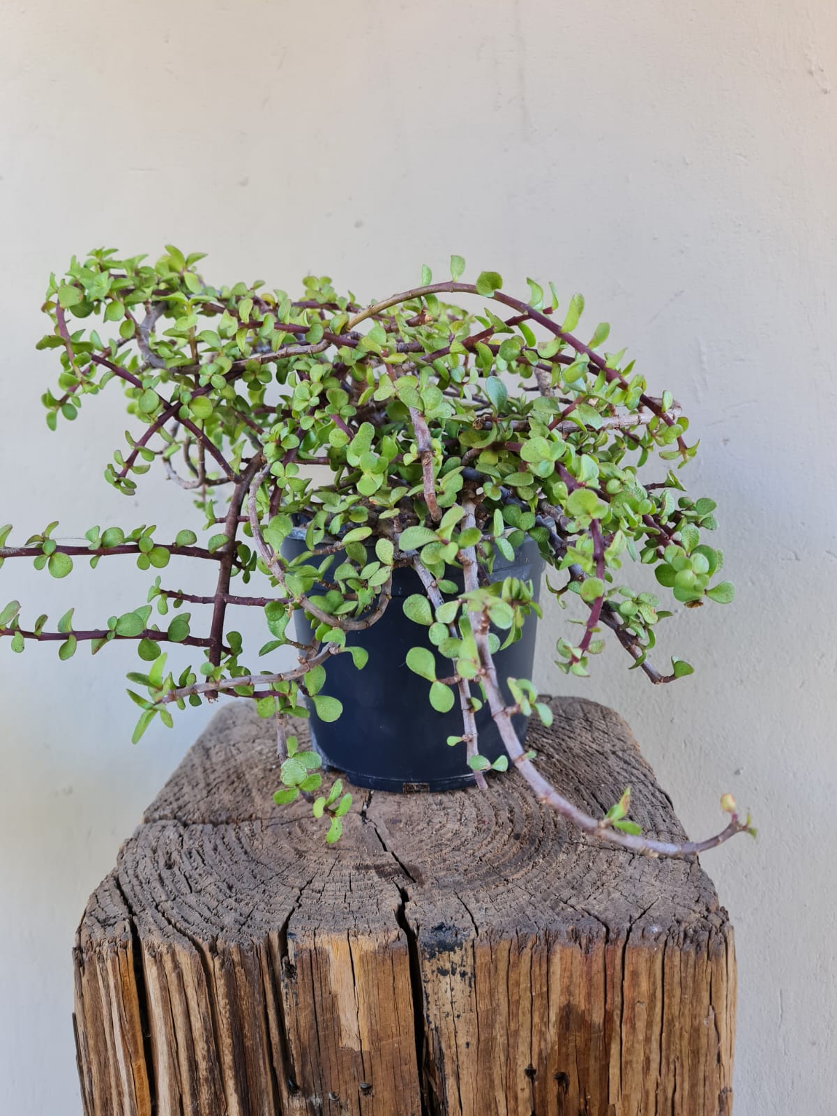 Portulacaria prostrata