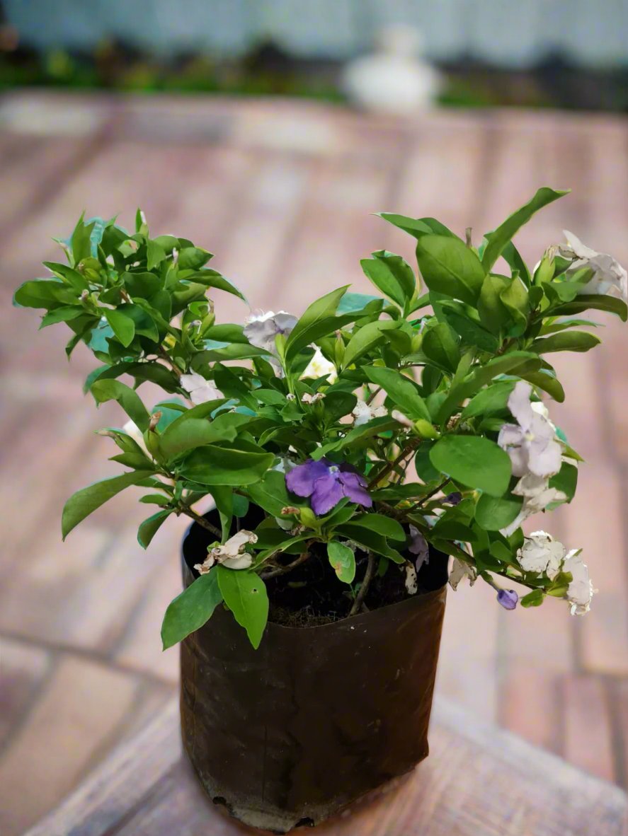 yesterday today tomorrow plant in pots Yesterday Today and Tomorrow South Africa – i-go-eco