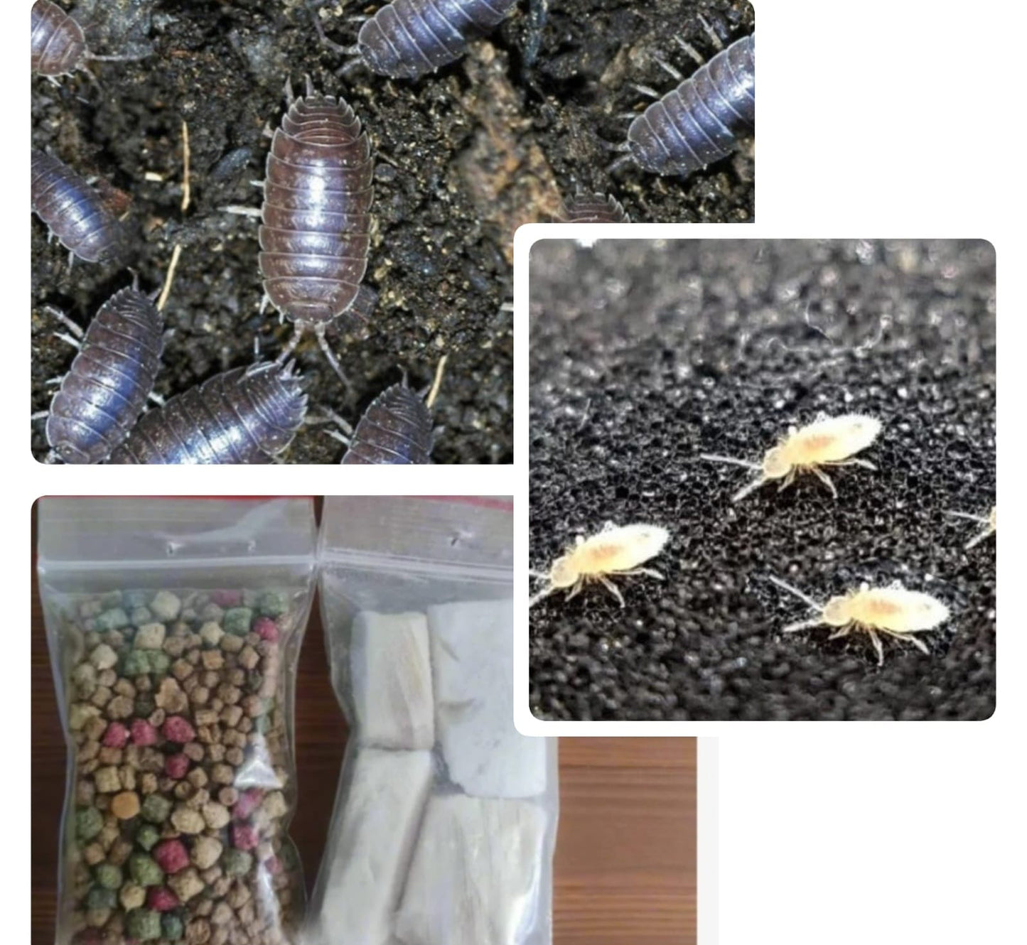 Springtails, Isopod and Isopod food combo