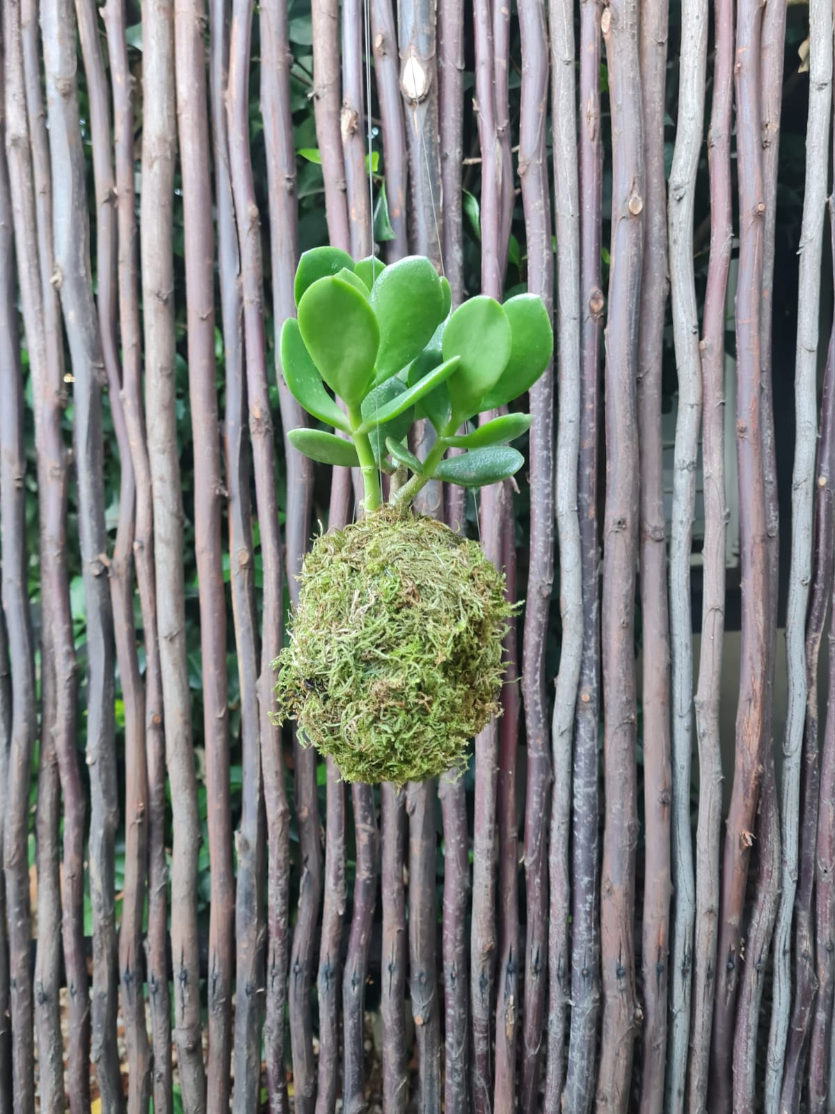 Jade Money Plant Kokedama