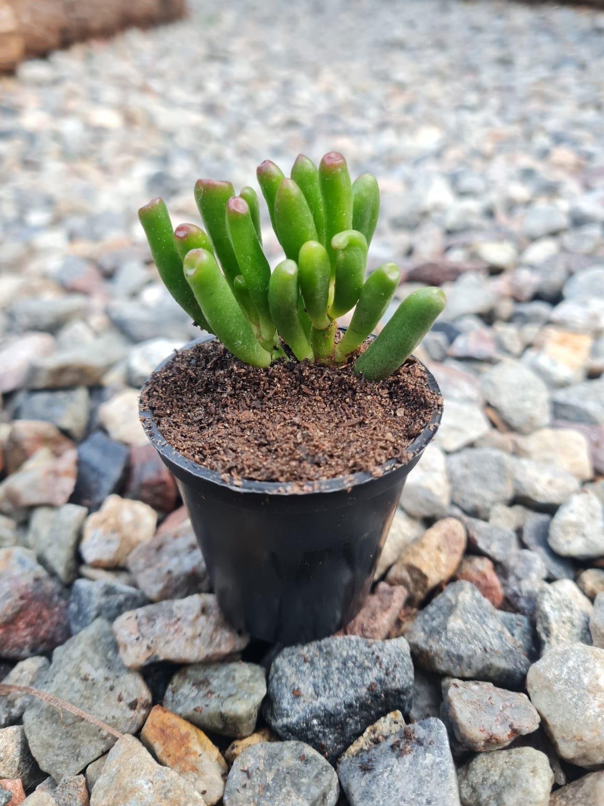 shrek succulent plant Crassula ovata 'Gollum' (Shrek Ears) | Indoor, Outdoor & Terrarium Succulent