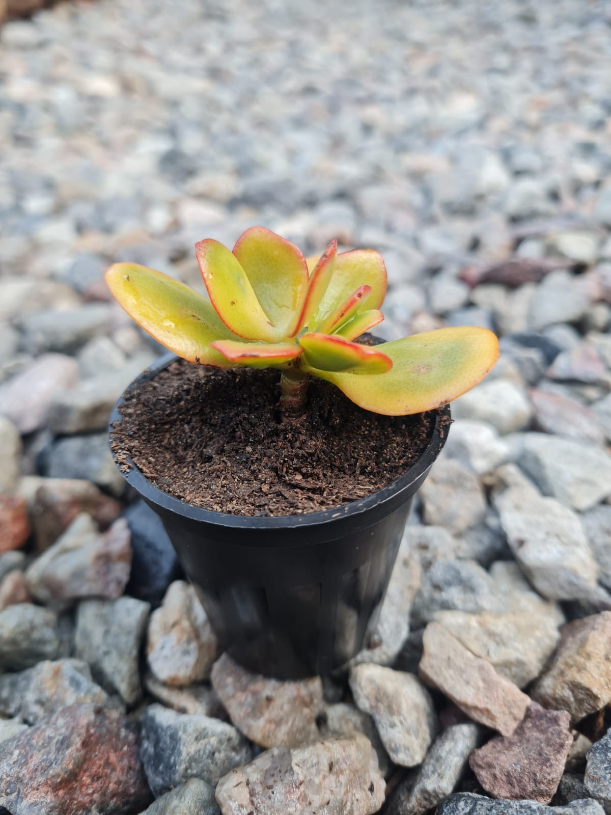 Crassula Ovata Sunset Small