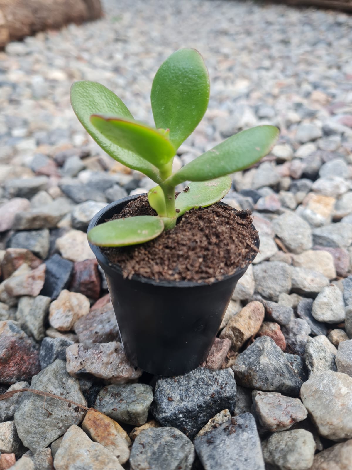 money plant south africa Jade Money Plant (Crassula ovata) | Succulent Plant South Africa