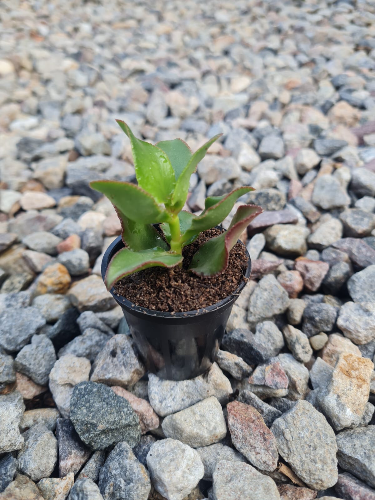 Crassula Sarmentosa Small