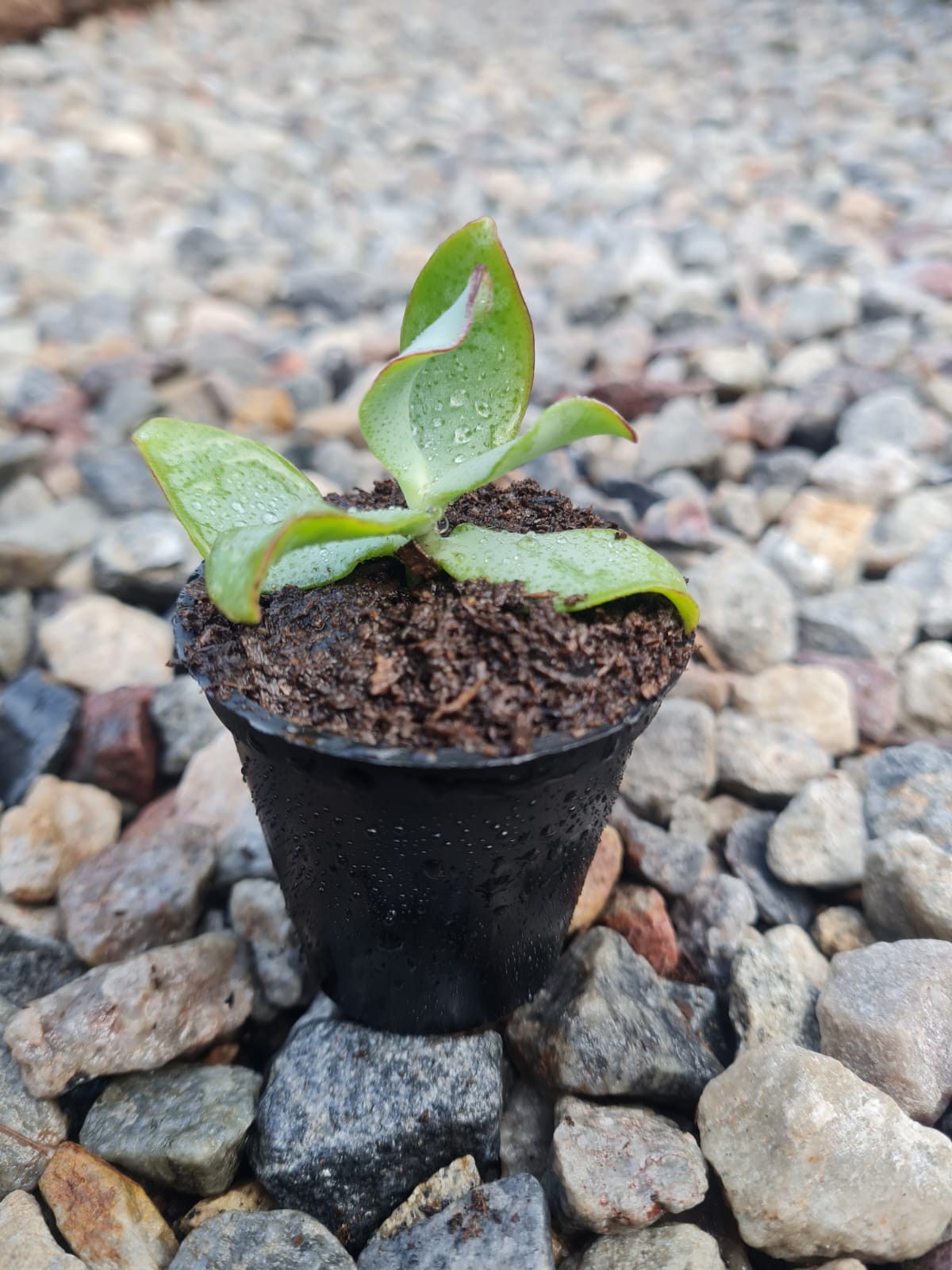 Crassula Ripple Jade | Indoor, Outdoor & Terrarium Succulent | i
