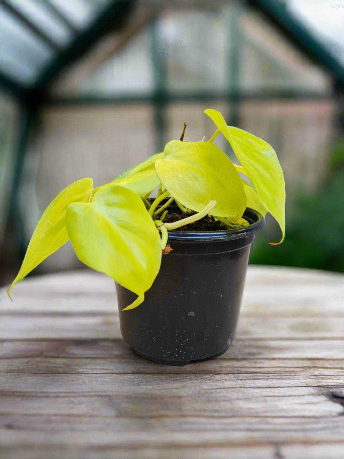 philodendron scandens yellow Philodendron Scandens Gold South Africa – i-go-eco