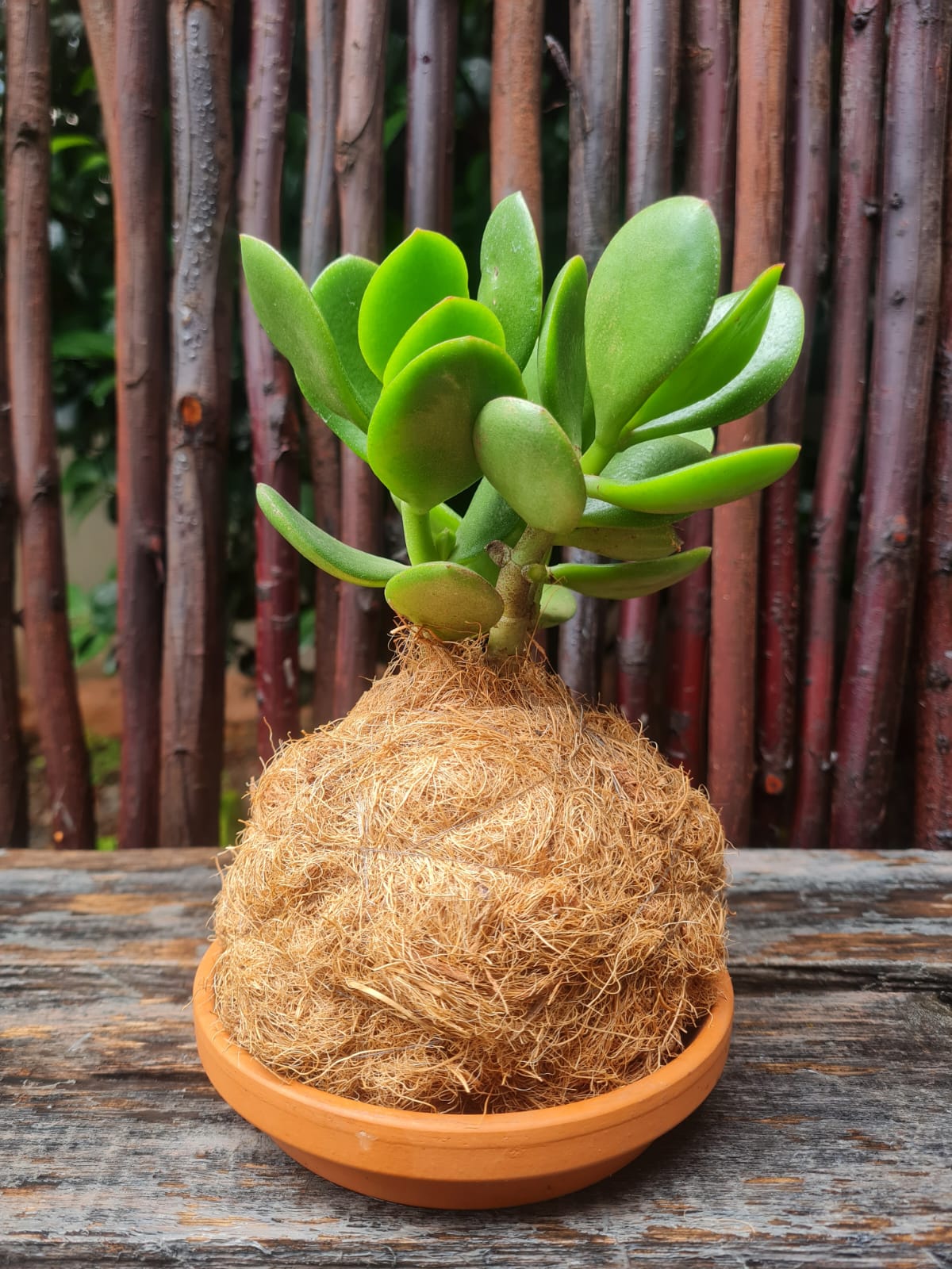 money plant kokedama Jade Money Plant Kokedama Moss Ball with Coco Fibre i-go-eco