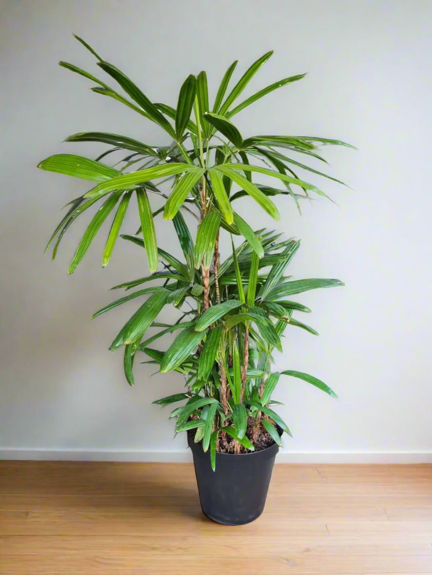 Broadleaf lady palm Rhapis Excelsa