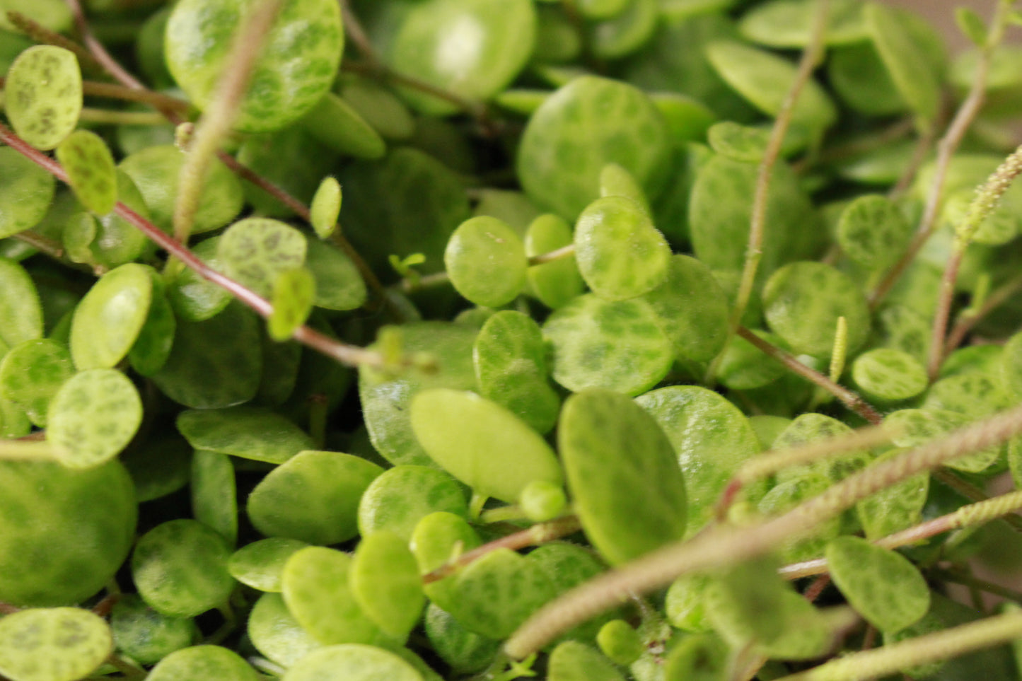 Peperomia String of Turtles