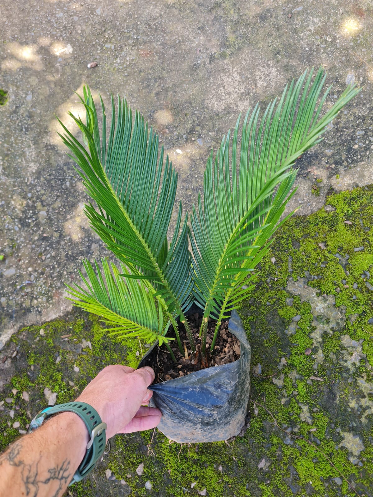 Cycas Revoluta