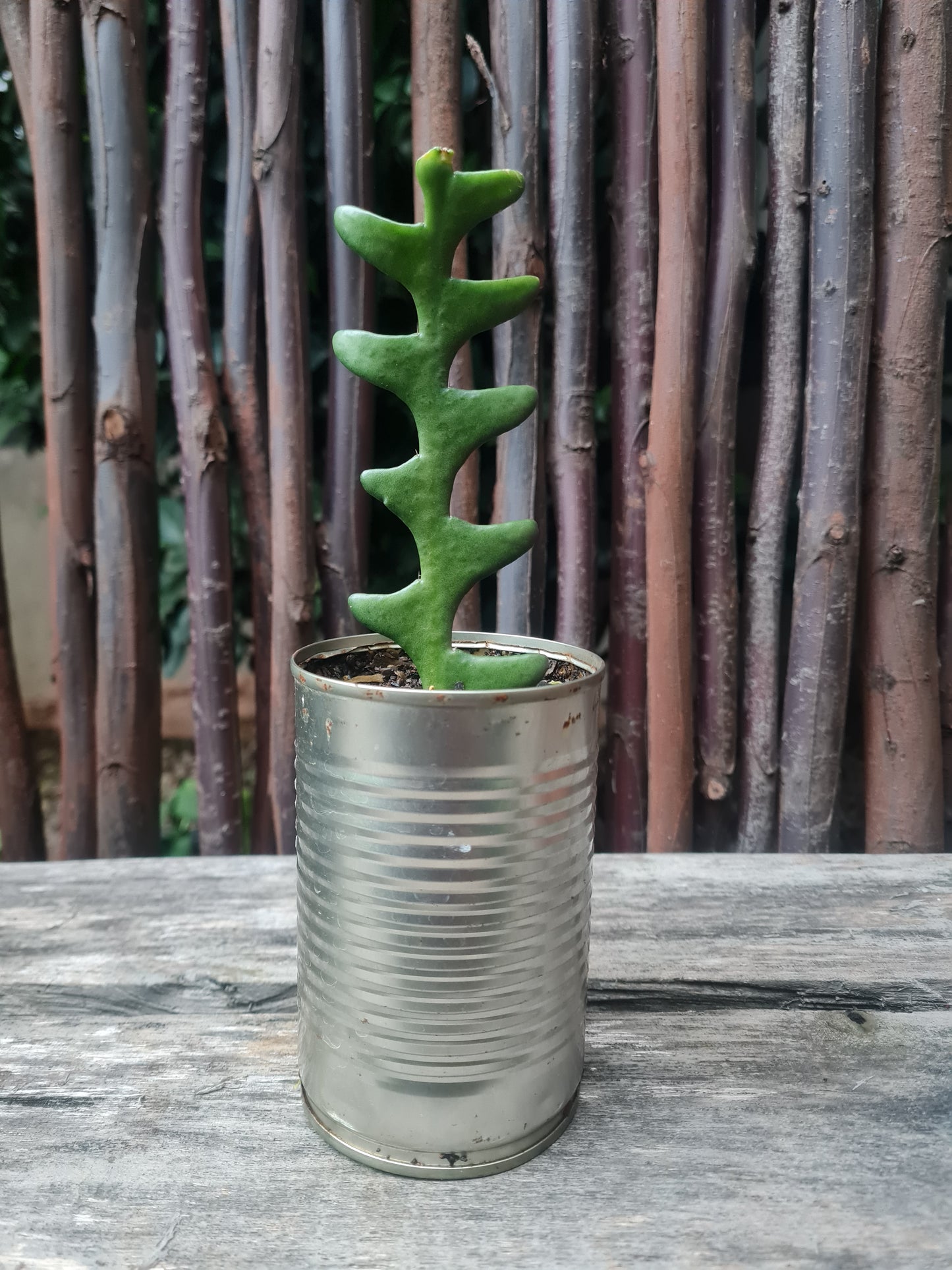 Fishbone cactus