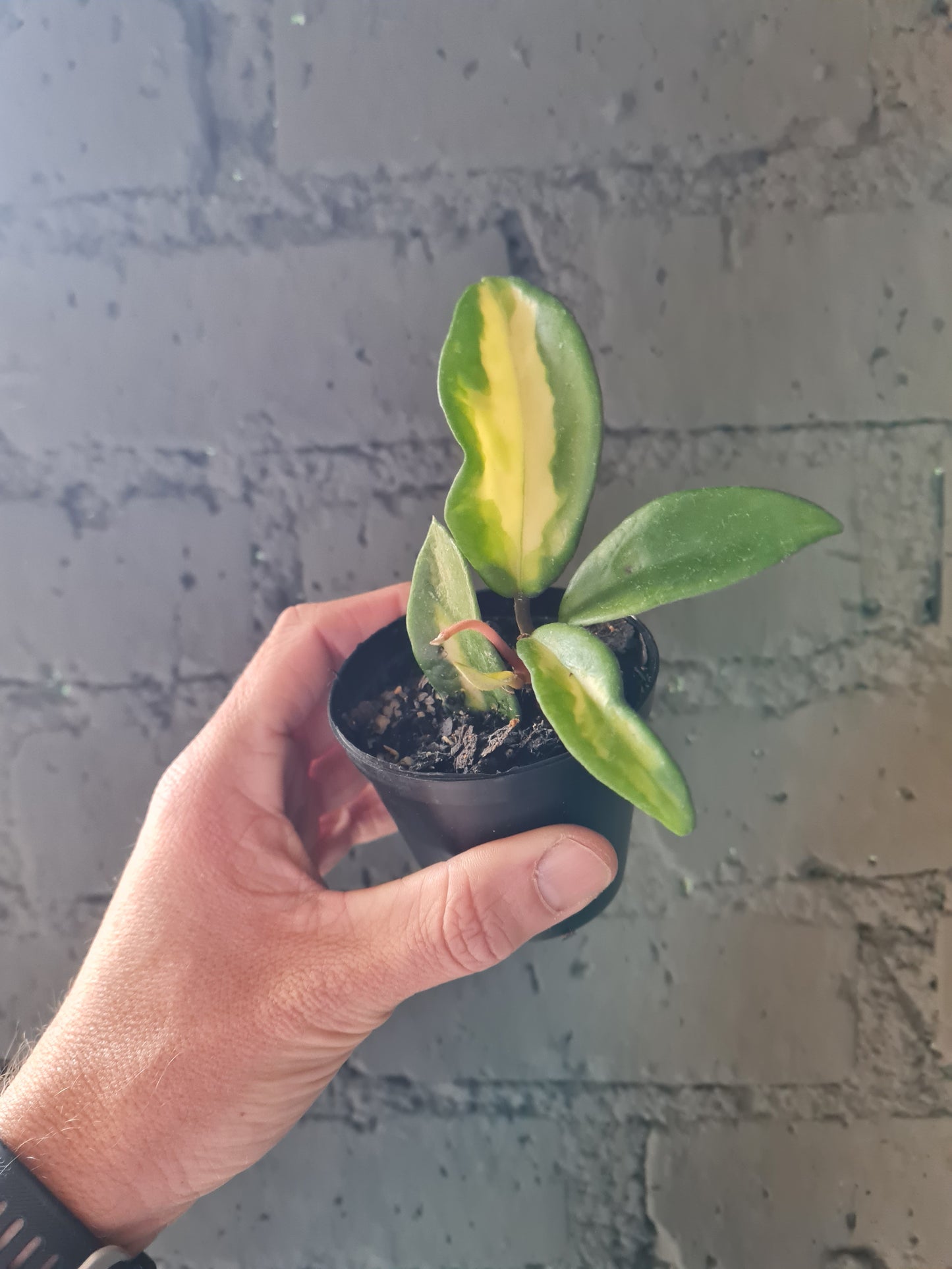 Hoya Krimson Princess