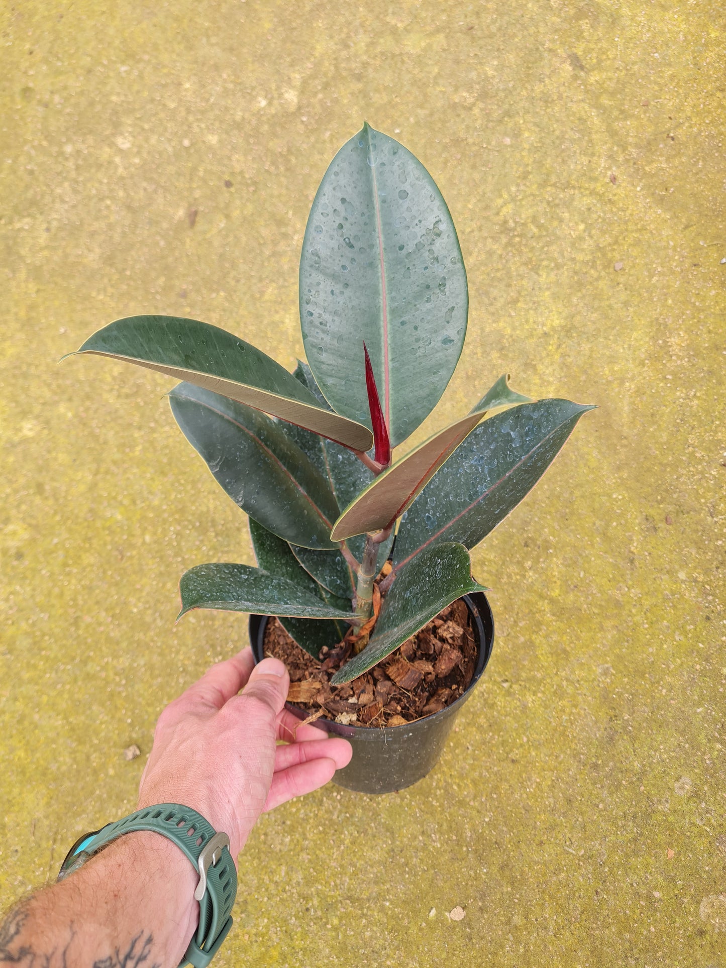 Ficus Elastica Burgundy