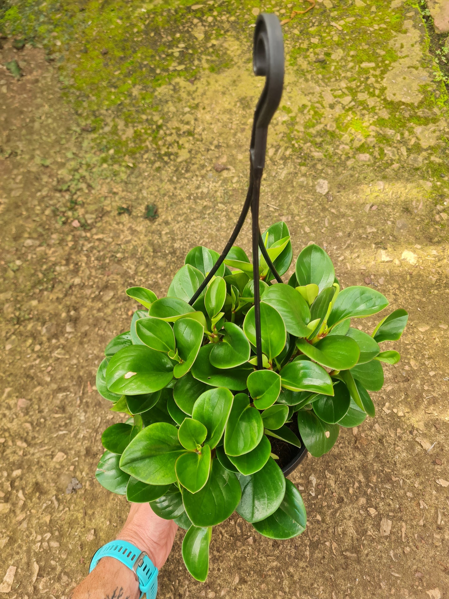 Peperomia Obtusifolia green Baby Rubber Plant hanging pot