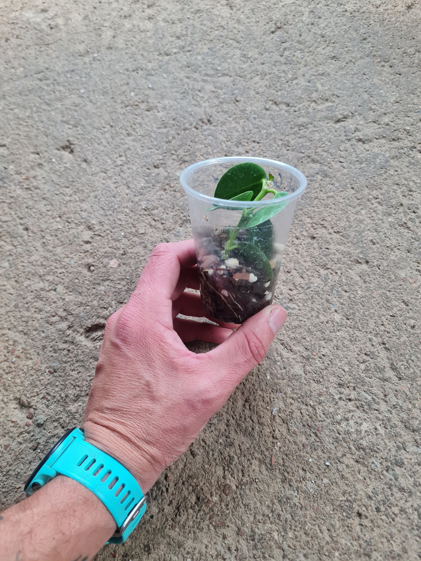 Hoya Golamcoinana rooted cutting